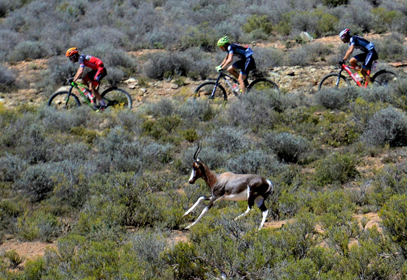 Encounters with wildlife continued as the Cape Pioneer Trek international mountain bike stage race moved into the Karoo region during Stage 4 on Wednesday. Photo: www.zcmc.co.za