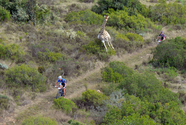 The Momentum Health Cape Pioneer Trek, presented by Biogen passes through a number of wildlife parks on its seven-day route, which changes each year to ensure it remains stimulating. Here, a giraffe enters the route during the 2016 edition. Photo: www.zcmc.co.za